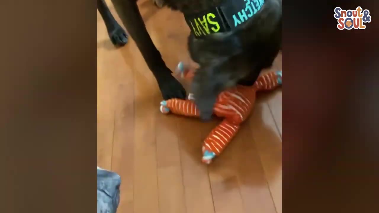 A black dog wearing a collar plays with an orange and white striped plush toy on a wooden floor.