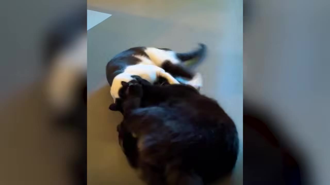 A black cat and a black-and-white cat curled up together on the floor.