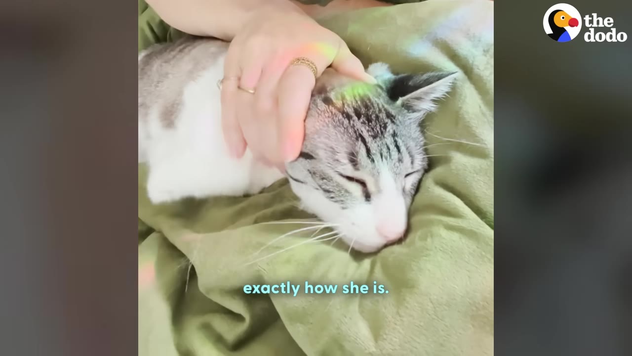 A close-up shot of a white and grey cat resting on a green blanket while a person's hand gently pets its head.