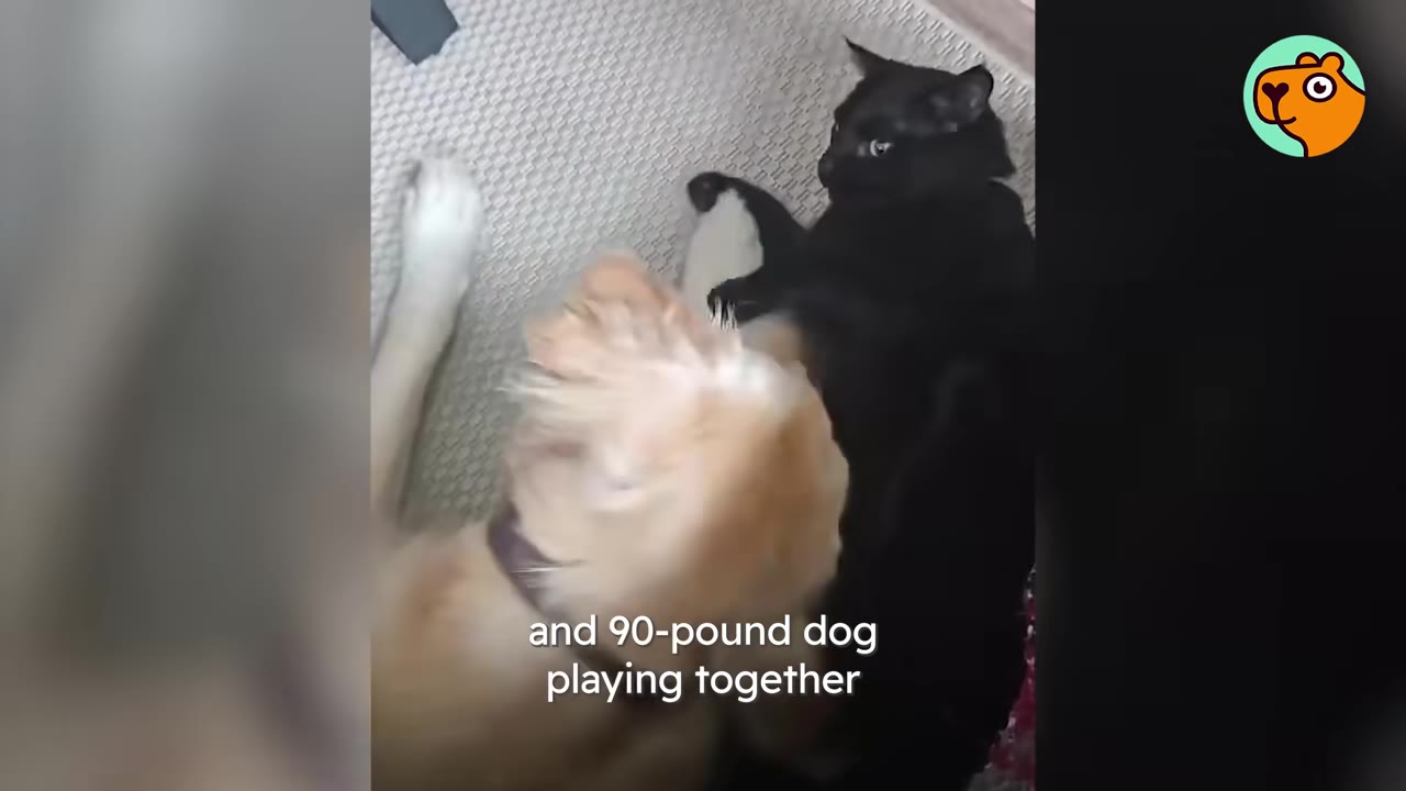 A golden retriever and a black cat play together on a textured rug.