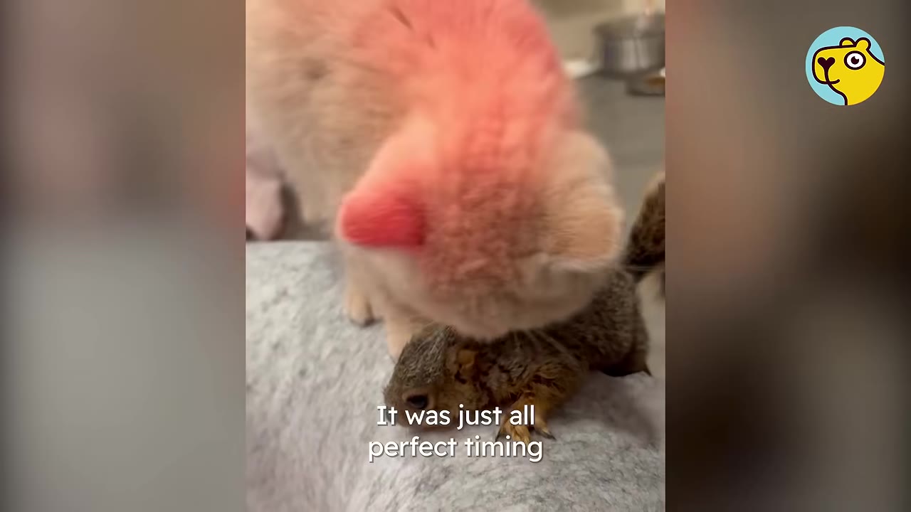 A light orange cat gently sniffs a small brown squirrel resting on a grey fabric surface.
