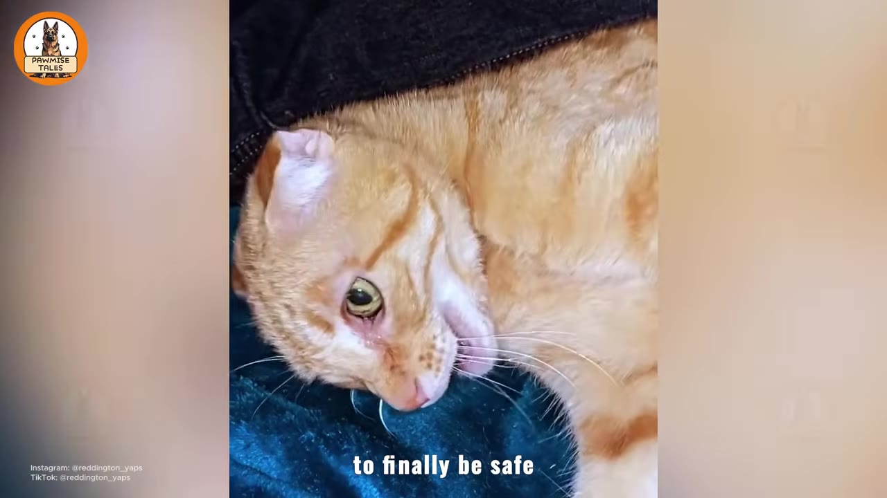 A close-up shot of Reddington, an orange tabby cat with folded ears, resting peacefully on a dark blue blanket.