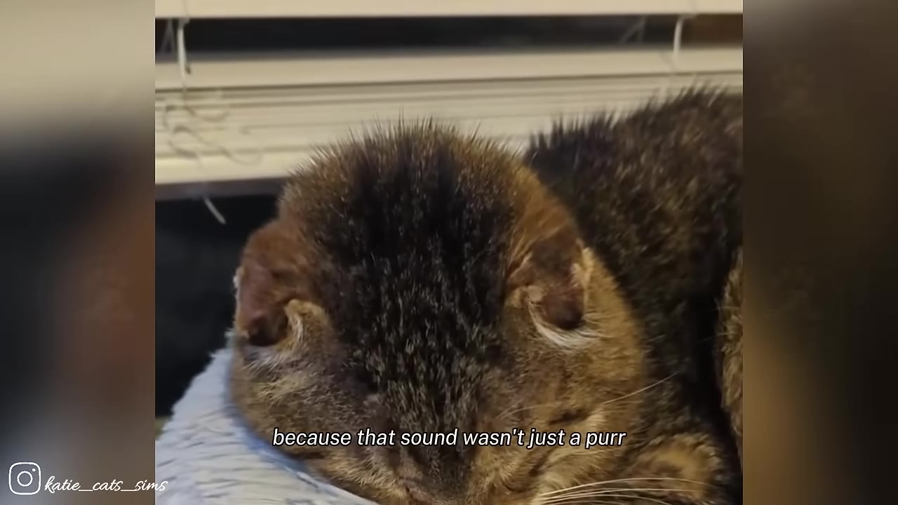 A close-up shot of a brown tabby cat resting comfortably, with text overlay reading 'because that sound wasn't just a purr'.
