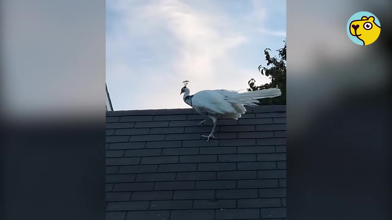 A white peacock standing on a dark shingled roof against a pale blue sky.