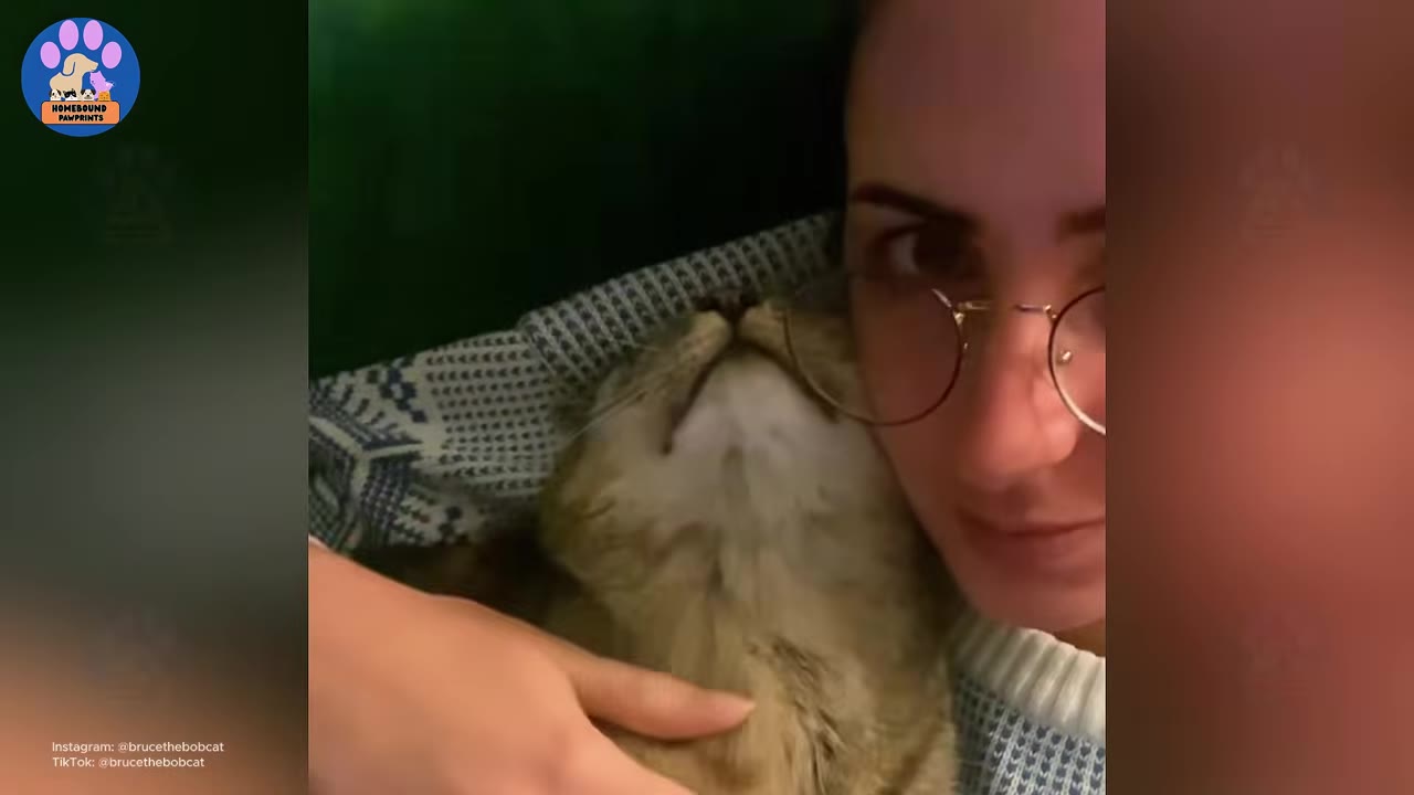 A close-up of a tabby cat cuddling next to a woman with glasses as she gently pets its neck.