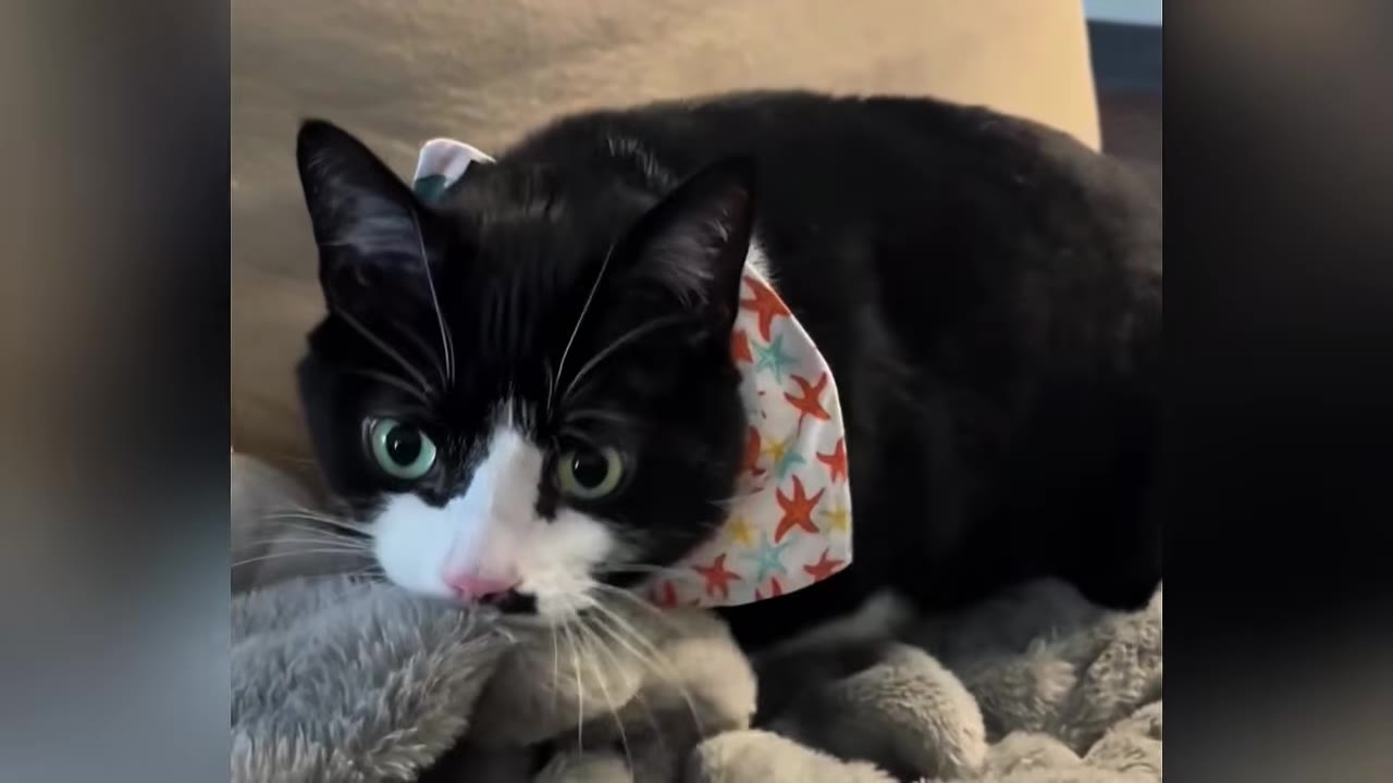 A black and white cat with green eyes wearing a colorful starfish-patterned bandana rests on a soft grey blanket.