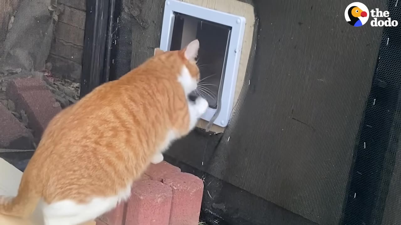 An orange and white cat stands on red bricks, curiously inspecting a newly installed white cat door in a dark screen wall.