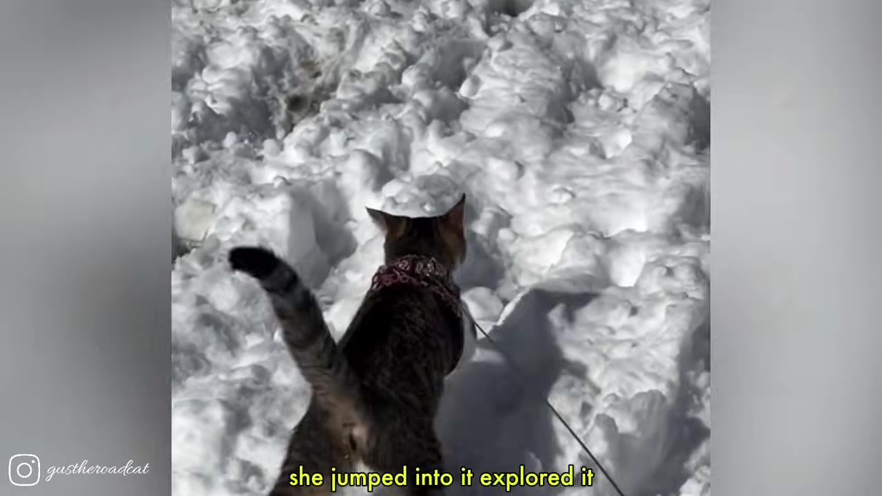 A tabby cat wearing a harness walks through deep, textured snow on a sunny day.