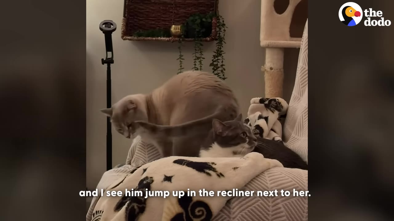 A grey and white cat sits on a recliner chair next to a light-colored cat who is sniffing its tail.