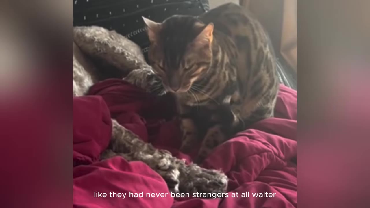 A spotted Bengal cat sits on a red blanket on a bed, nestled close to a furry leg.
