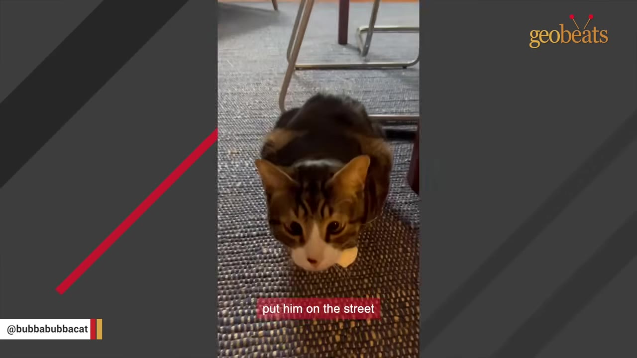 A brown tabby cat with white markings sits on a blue textured rug under a metal chair.