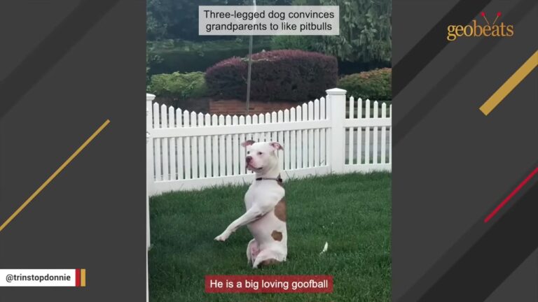 Florida Dog Facing His Final Hours Gets A Second Chance And Becomes A Hero For Kids