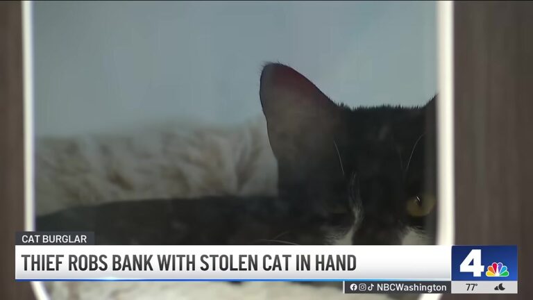 Witnesses Couldn’t Believe What The Thief Was Holding During A Bank Robbery Attempt In Maryland