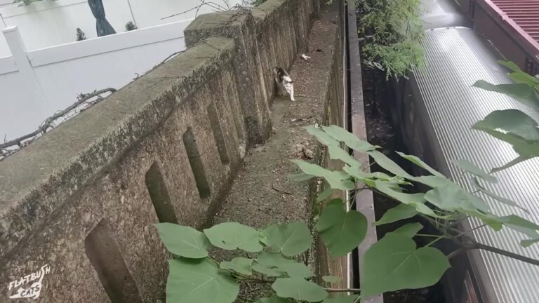 Cat Kept Her Babies Hidden Near NYC Subway Tracks Until Rescuers Tried One Brilliant Trick