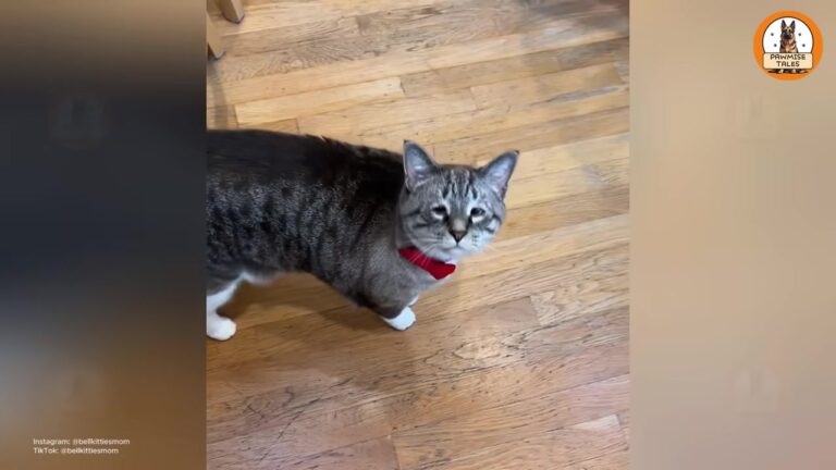 South Carolina Woman Takes In A Tiny Stray Kitten And Discovers A Rare Secret Behind His Eyes