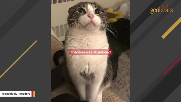 Texas Cat Abandoned After Divorce Reveals The Sweetest Soul Behind His Folded Ears