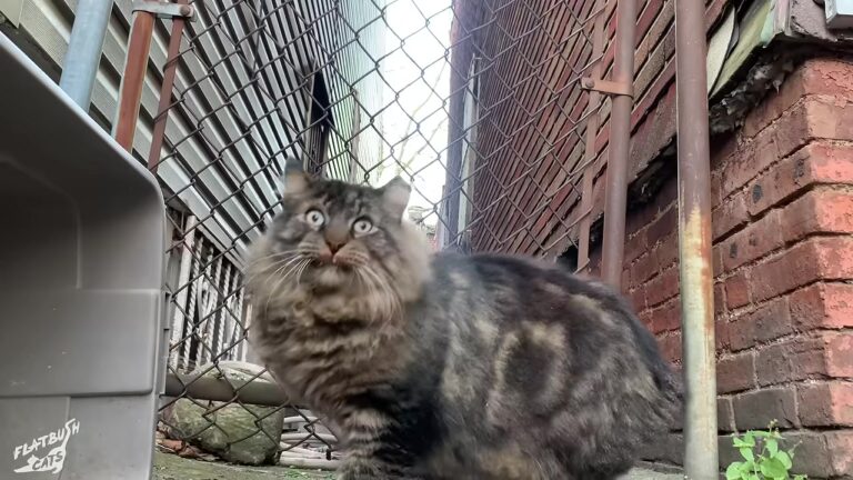 NY Neighborhood Legend Was Thought To Be Untouchable Feral Cat, Then One Woman Discovered His Hidden Past