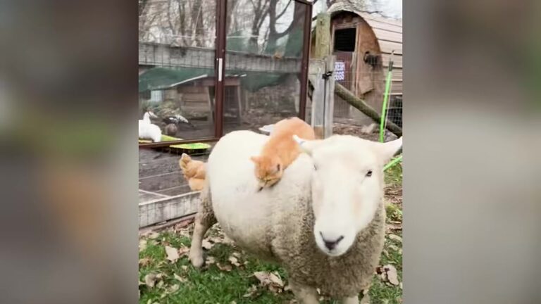 Ohio Woman Takes In Her Late Neighbor’s Sheep, But A Tiny Kitten Unlocks His True Personality