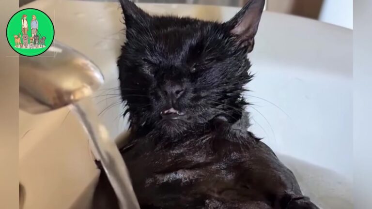 Ohio Cat Left With Permanent Brain Damage Finds Pure Joy In The Most Unexpected Routine