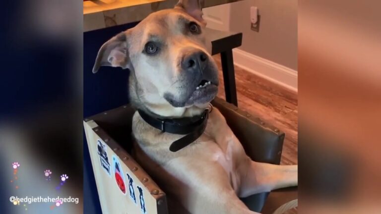 Michigan Pit Bull Hid Trembling Under A Table Until A Young Boy Changed His Life Forever