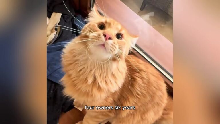 Pennsylvania Cat Was Returned Four Times In Six Years, Yet One Woman Refused To Walk Away