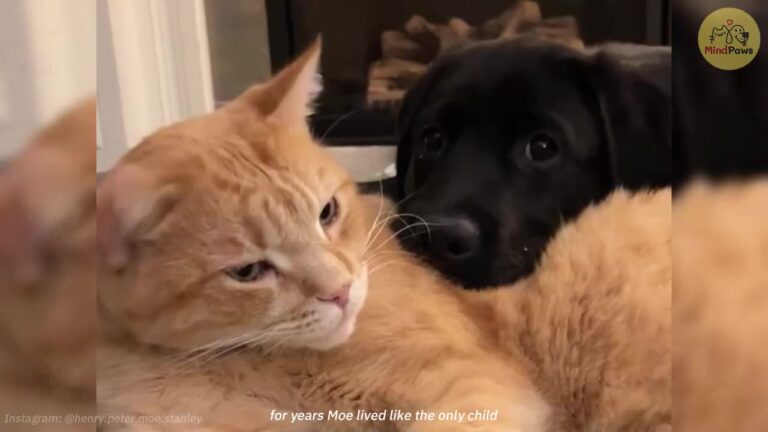Oklahoma Cat Ruled The House Until A Tiny Newcomer Turned His World Upside Down