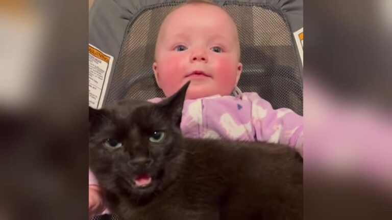 PA Family Adopts Overlooked Shelter Cat, Then Newborn Baby Brings Out A Side No One Expected
