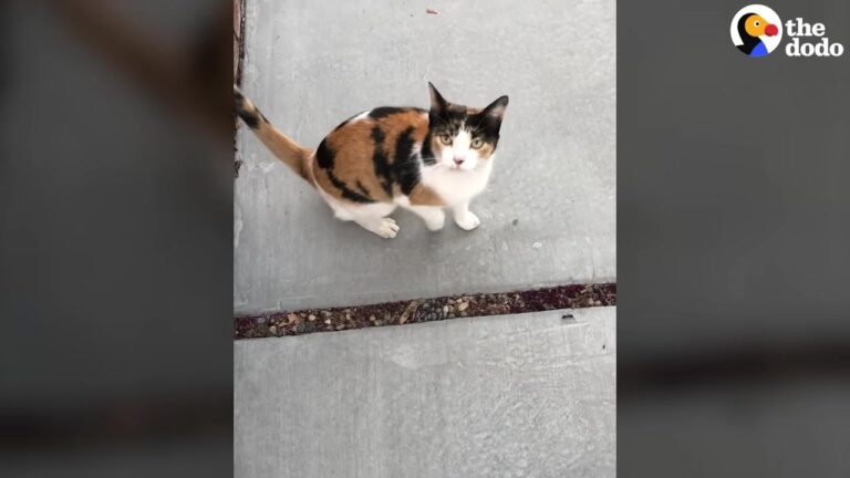 California Stray Cat Refused To Stay Inside Until A Frightening Night Changed Her Mind Forever