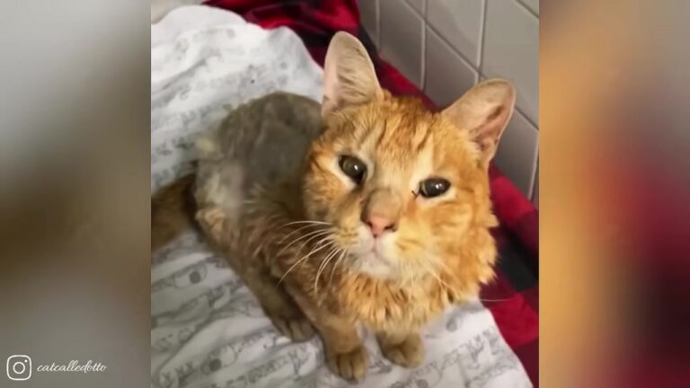 California Cat Found Exhausted And Hiding In A Litter Box Makes A Transformation That Will Melt Your Heart