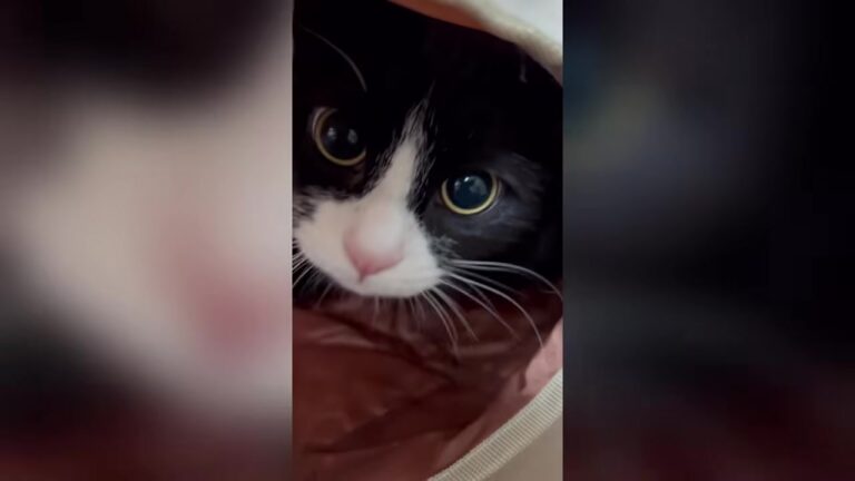 Broken Cat Waited 412 Days In Ohio Shelter, Then One Wrong Turn Down A Hallway Brought A Miracle