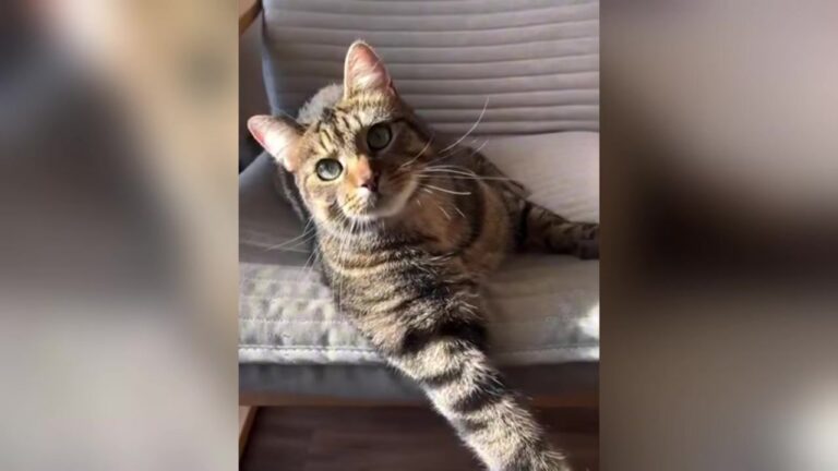 Woman Adopts Frightened Kitten From PA Shelter, But 2 Years Later, A Look Up At Tree Leaves Her In Tears
