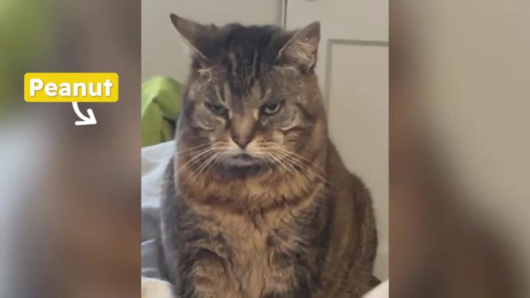 NY Woman Takes In Her 18-Year-Old Childhood Cat And Discovers What Her Grumpy Meows Really Mean