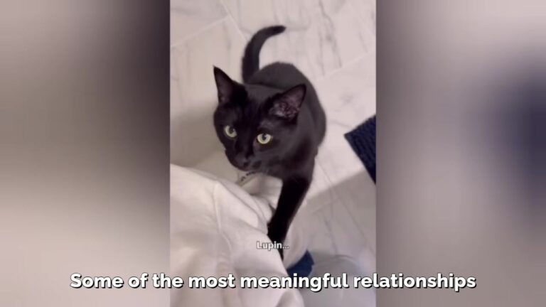 Couple Visits PA Shelter Just To Look, But One Loud Kitten In A Cone Changes Their Entire Future