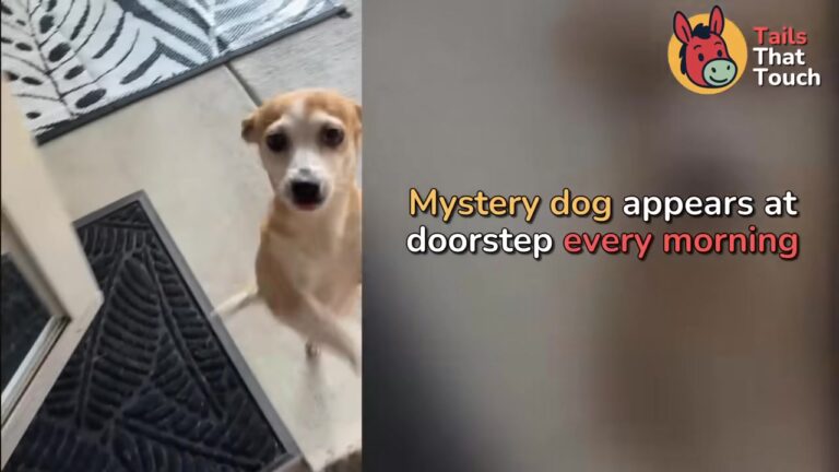 Oklahoma Dog Refused To Stay In Her Own Yard, And The Reason Changed A Grieving Family Forever