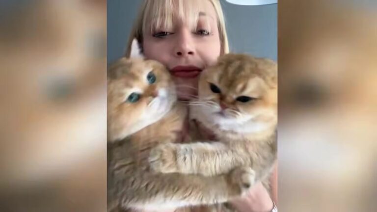 New York Woman Adopts Two Cats Returned Three Times, What They Do On Night 11 Saves Her Life