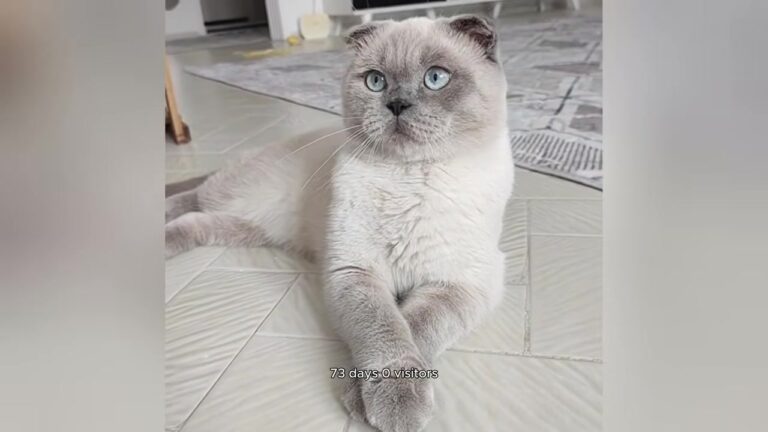 Ohio Widower Adopts Shelter’s Most Ignored Cat, Then Makes A Shocking Discovery At 2:47 A.M.
