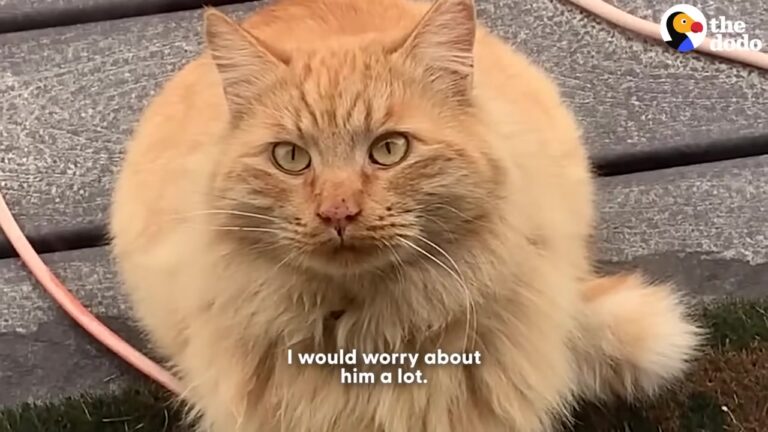 Texas Woman Spent Months Feeding Feral Orange Cat, Then She Noticed Something Was Terribly Wrong