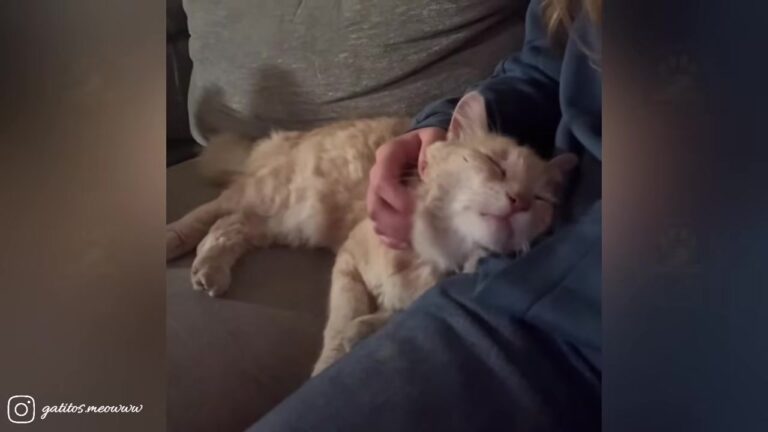 California Woman Feeds A Struggling Stray Cat, Then He Returns With A Tiny Surprise