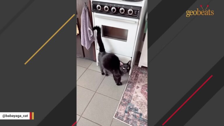 Black Cat Found In Pennsylvania Woods Greets His New Mom With An ‘Electric’ Tail Every Day