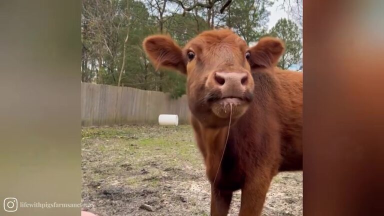 Little Calf Arrived At Virginia Sanctuary Terrified, Yet One Surprising Detail Saved Her Life
