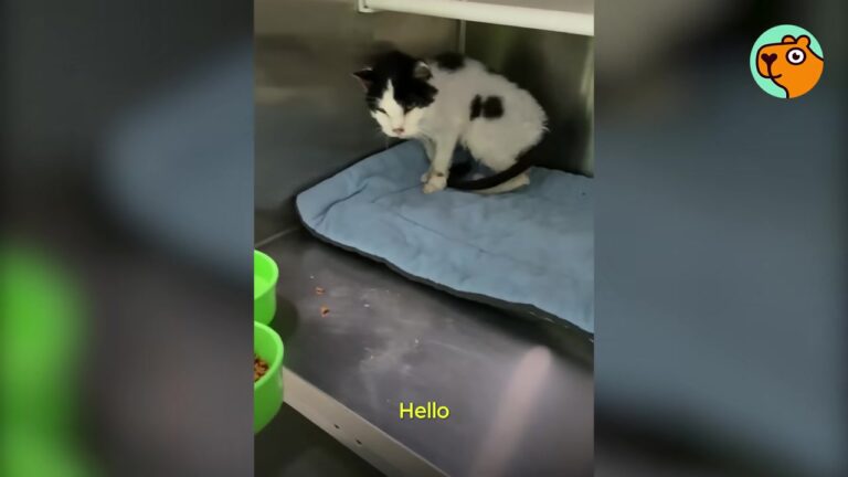 NY Senior Cat Loses Everything, But One Woman Steps Up To Make His Final Months Beautiful