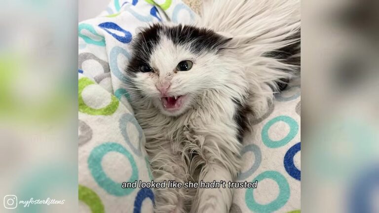 Nevada Kitten Hissed With All Her Might, Until A Simple Hairbrush Melted Her Fear Away