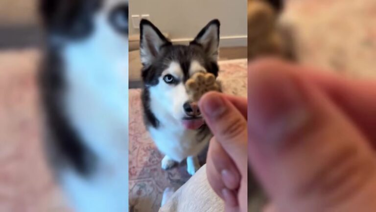 California Man Adopts Bounced-Around Corgi-Husky Mix And His World Flips Upside Down