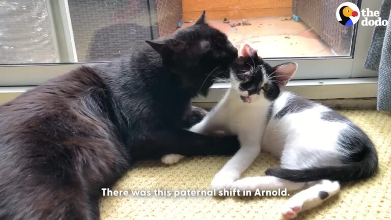 18-Pound Cat In LA Meets A Tiny Kitten And Becomes The Sweetest Foster Dad
