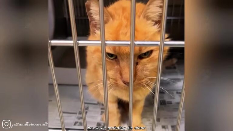 California Rescuer Spots Defeated 17-Year-Old Shelter Cat And Gives Him A Beautiful Final Chapter