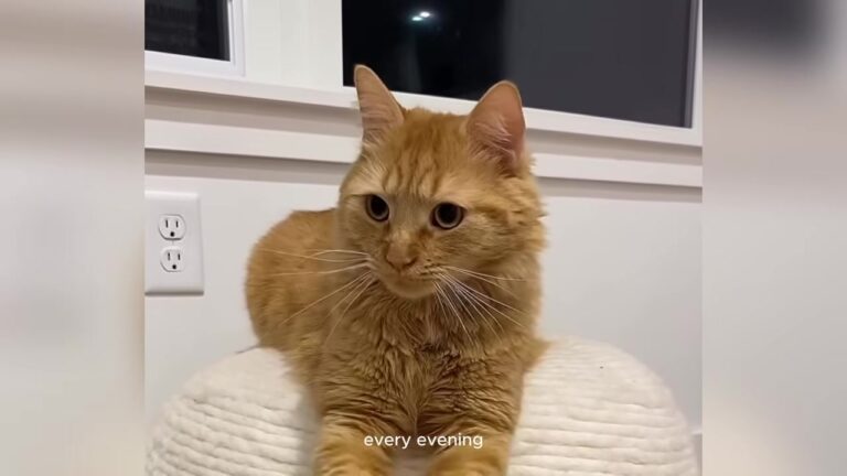 NY Cat Refused To Leave The Window At 5:45, Until His Owner Realized The Heartbreaking Reason