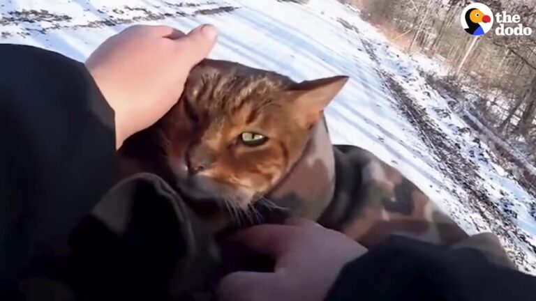 Pennsylvania Cat Spends 15 Years Riding In Basket And Proves He Still Has Heart Of Adventurer