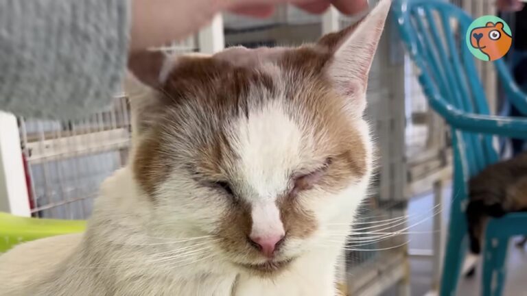 Woman Walked Into New Jersey Shelter By Chance, But One “Unadoptable” Cat Changed Her Life Forever