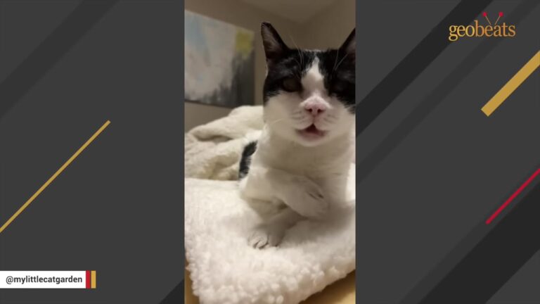Missouri Cat Found Wandering The Streets Turns Out To Be A 15-Year-Old Miracle Waiting For Love