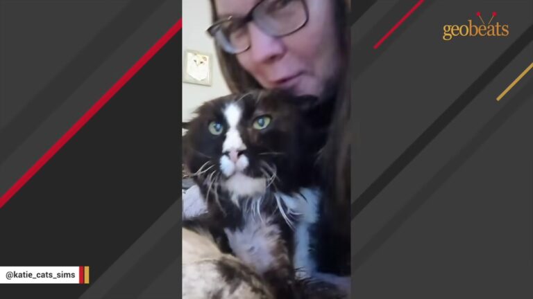 Virginia Woman Takes In A Grumpy Street Cat And Discovers He Was Just Waiting To Be Loved Again